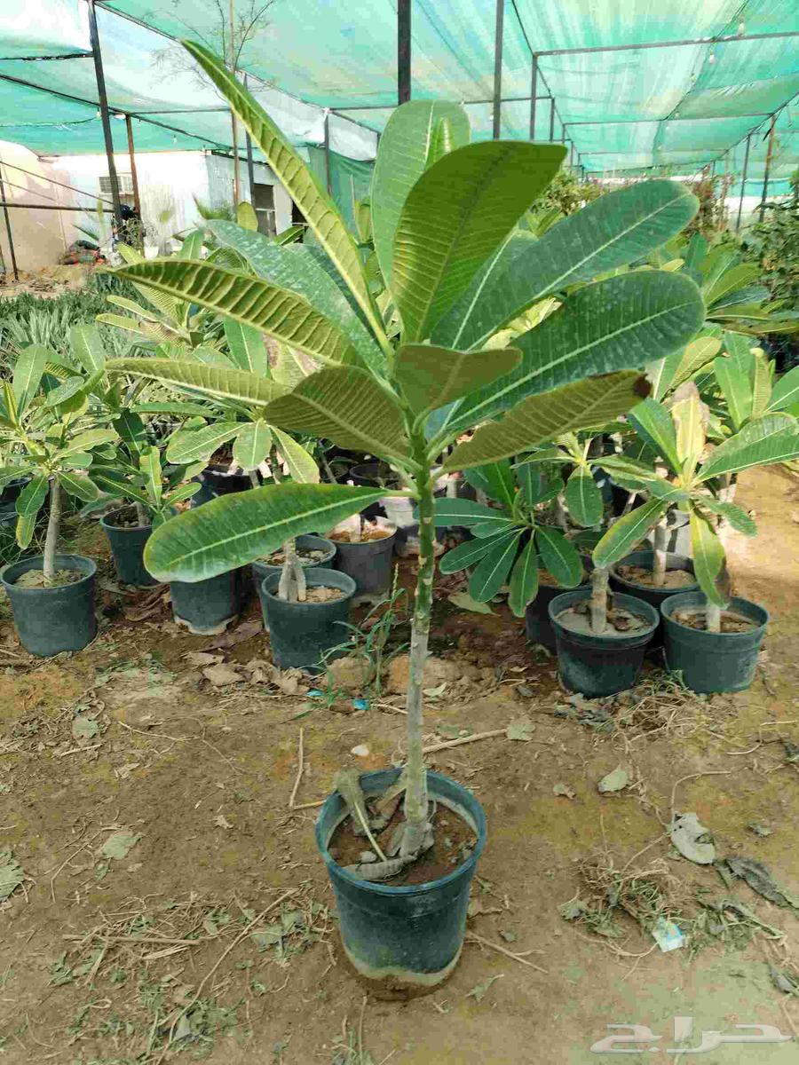 ياسمين هندي مركن 16 000 حبه بسعر خيالي 10 ريال ياسمين هندي م64576298213763110