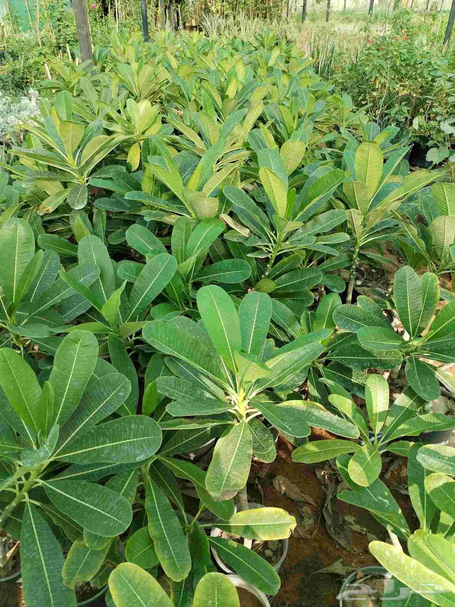 ياسمين هندي مركن 16 000 حبه بسعر خيالي 10 ريال ياسمين هندي م64576298213763111