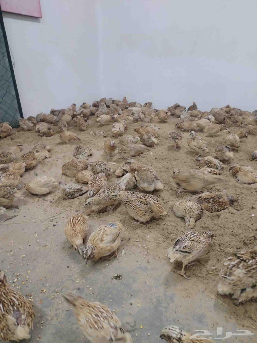 سمان للبيع64571203336578112