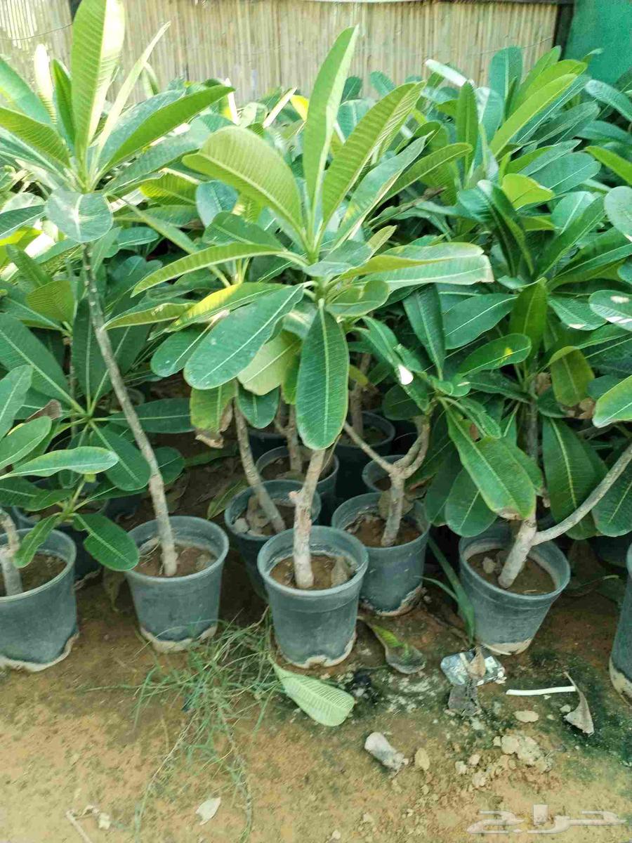 ياسمين هندي مركن 16 000 حبه بسعر خيالي 10 ريال ياسمين هندي م64576298213763112