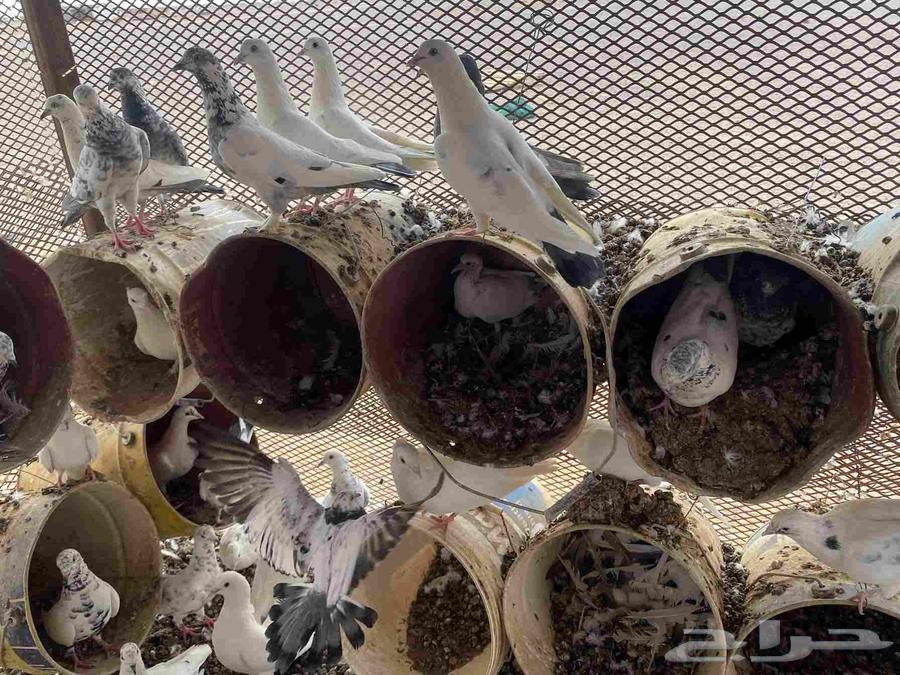 حمام البيع حبه 3264576980461699110