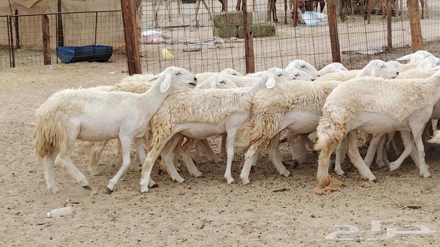 رخال مقاني من 1480 نهائي وغير قابل للتفاوض من شرا يربح64431951362435110