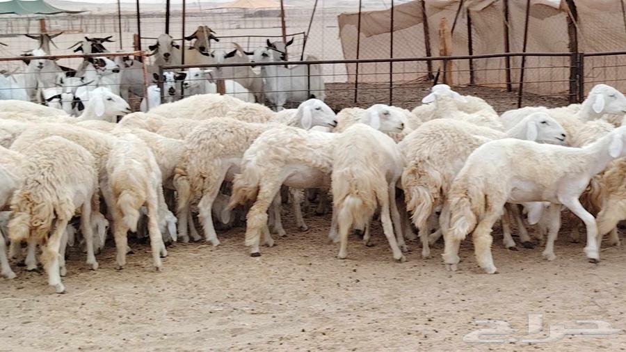 رخال مقاني من 1480 نهائي وغير قابل للتفاوض من شرا يربح64431951362435112