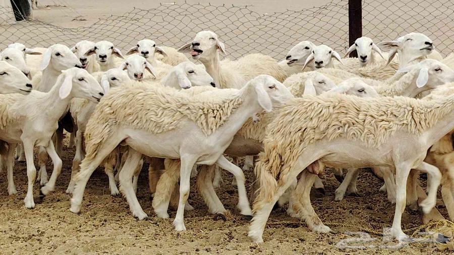 رخال مقاني من 1480 نهائي وغير قابل للتفاوض من شرا يربح64431951362435114