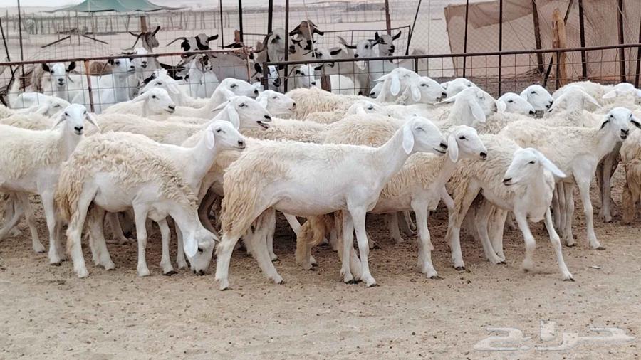 رخال مقاني من 1480 نهائي وغير قابل للتفاوض من شرا يربح64431951362435111