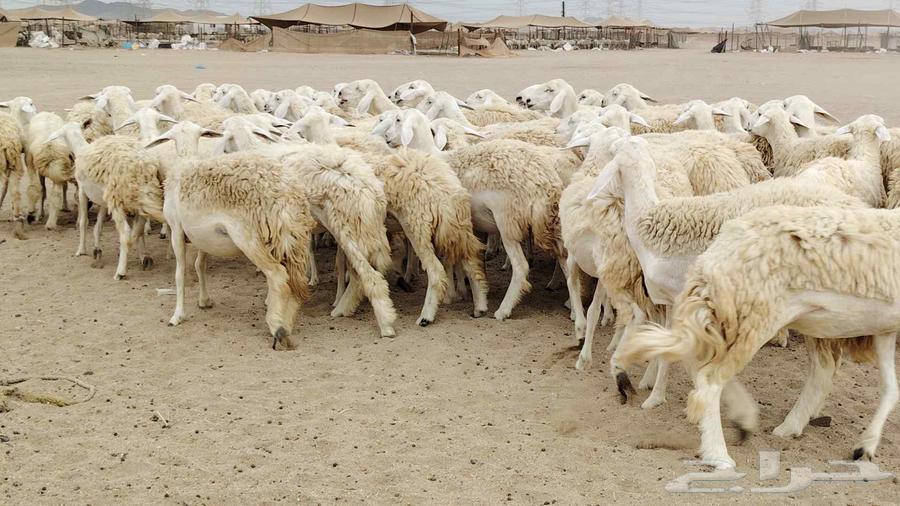 رخال مقاني من 1480 نهائي وغير قابل للتفاوض من شرا يربح64431951362435113