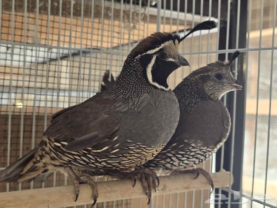 جوز سمان كاليفورنيا للبيع (تم البيع)64575349773699114