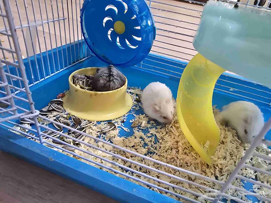 يوجد مجموعه من الهامستر للبيع الواحد ب 3064573852927234111