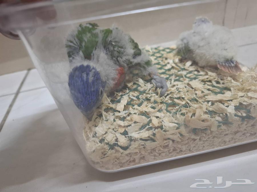 فرخ لوري فرخ كنيور64574369723522110