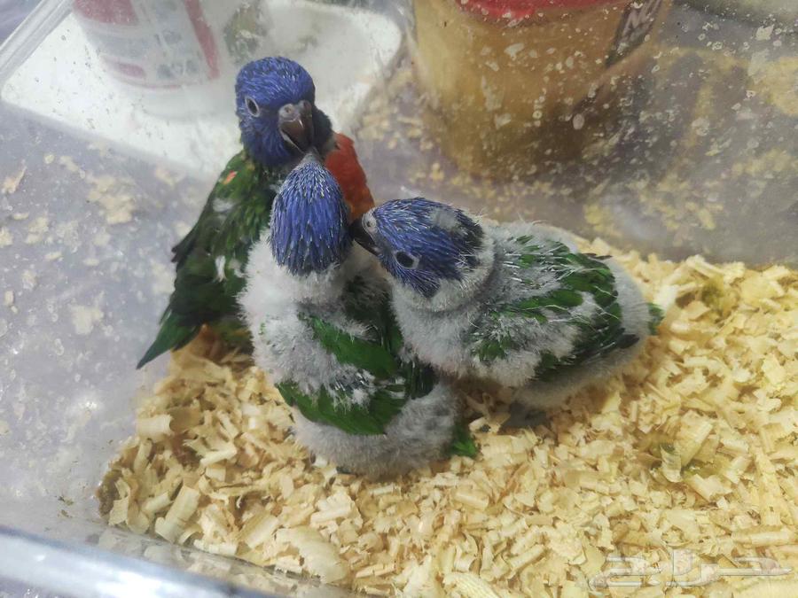 لوري سوانسن64576423608833110