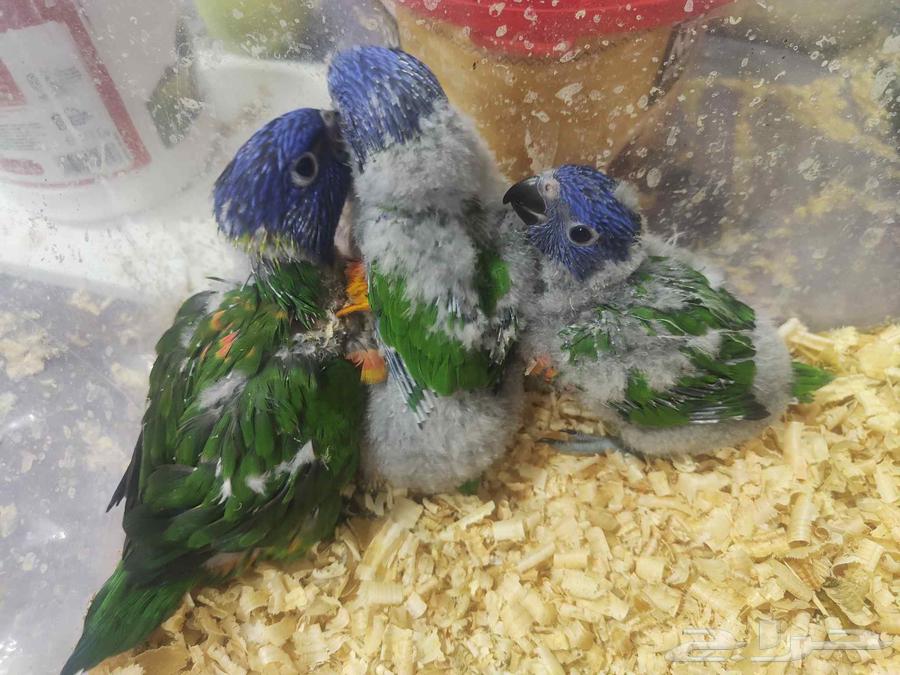 لوري سوانسن64576423608833111