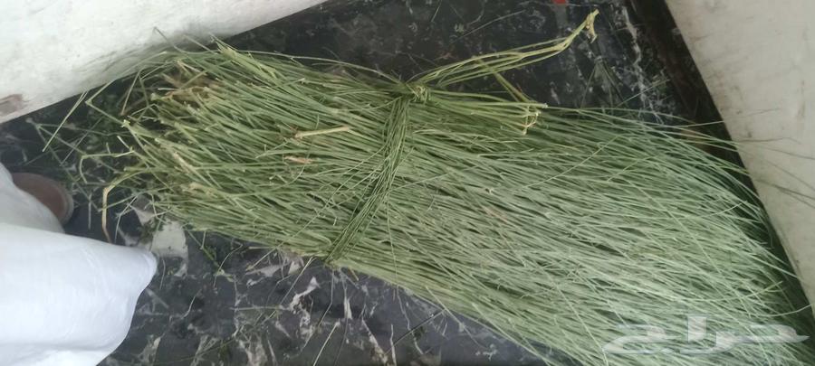 مرخ جيزان طازج وخضر64572564630787112