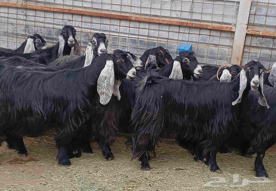 معزا عوارض طيبه للبيع العدد 12 دفيع معزا منوه القناي64578992078979111