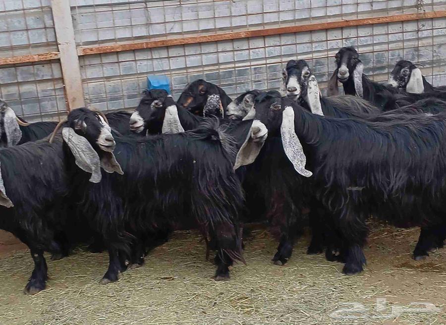 معزا عوارض طيبه للبيع العدد 12 دفيع معزا منوه القناي64578992078979110