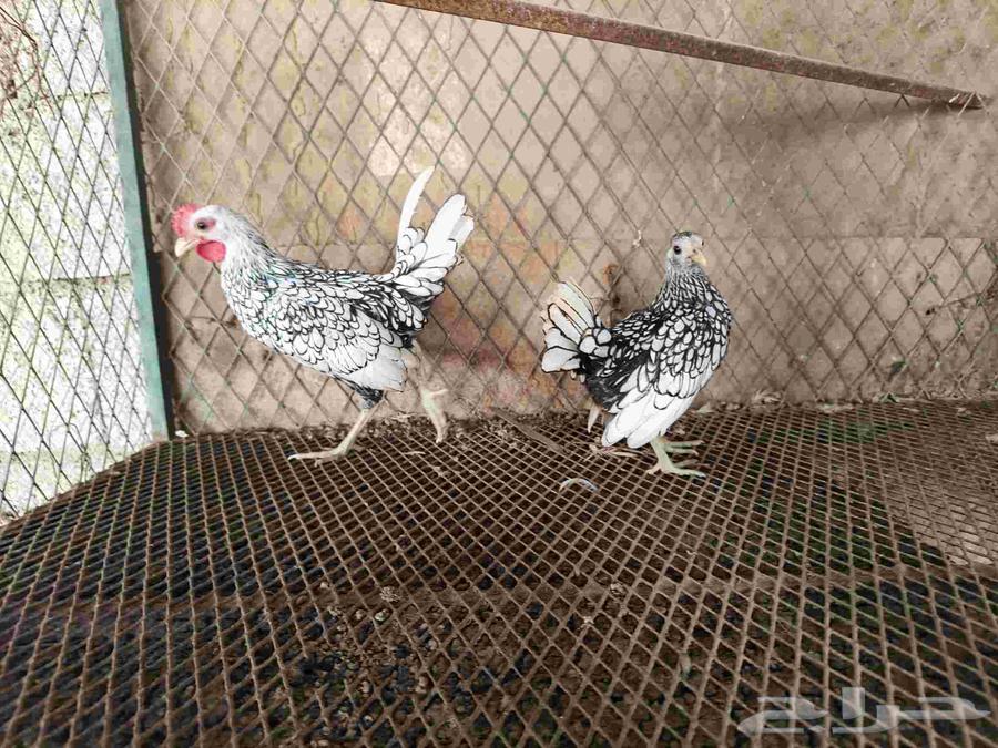 دجاج سبرايت تم تم البيع64573516620801110