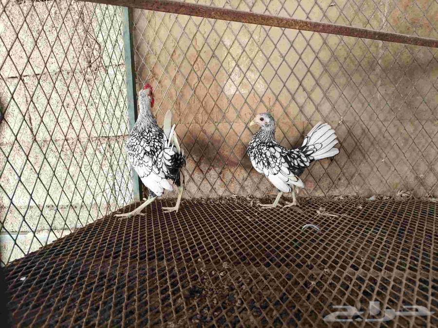 دجاج سبرايت تم تم البيع64573516620801111