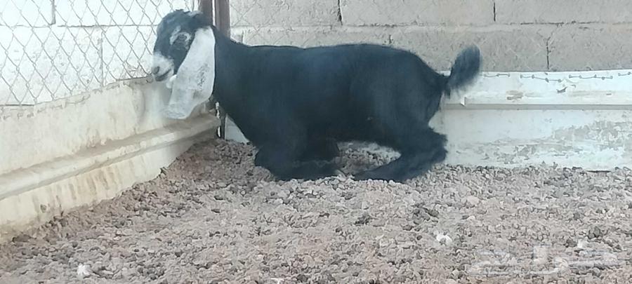 A one-and-a-half-month-old temporary well that eats and digests64573545522945113