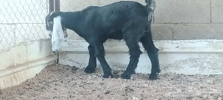 A one-and-a-half-month-old temporary well that eats and digests64573545522945114