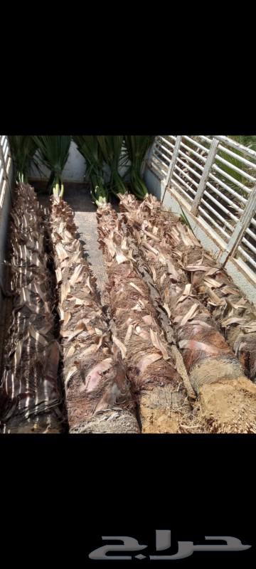 يوجد لدينا نخل عربي واشنطني للبيع بسعر مناسب64575000284034113