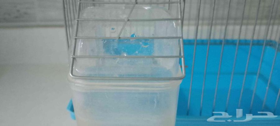 قفص حمام ازرق للبيع حديد ستيل للطيور الكبيره ( بادجي - روز -64578312250625110