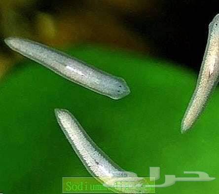 مصيدة ديدان البلاناريا لاحواض السمك والشرمب64576841431682110