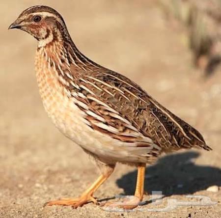 للبيع سمان64573894725378110