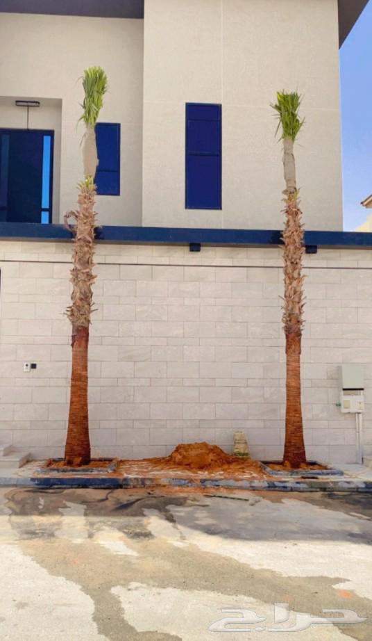 We have American Washington palm trees in all sizes at reasonable prices64574383376514113