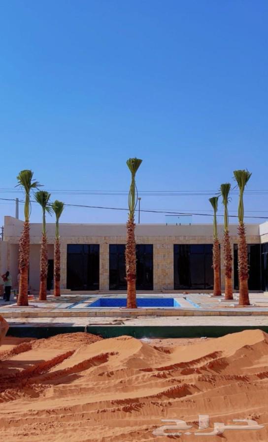 We have American Washington palm trees in all sizes at reasonable prices64574383376514112