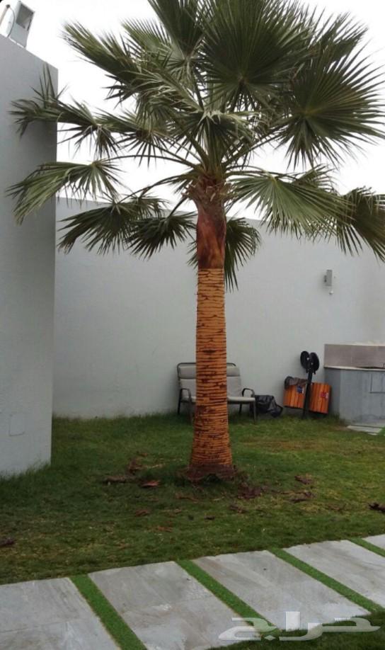 We have American Washington palm trees in all sizes at reasonable prices64574383376514114
