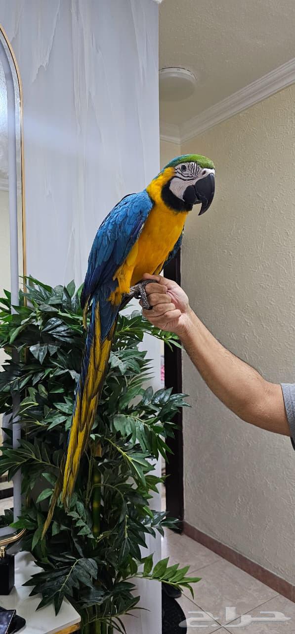 مكاو بلو اند قولد تم البيع64573136891778110