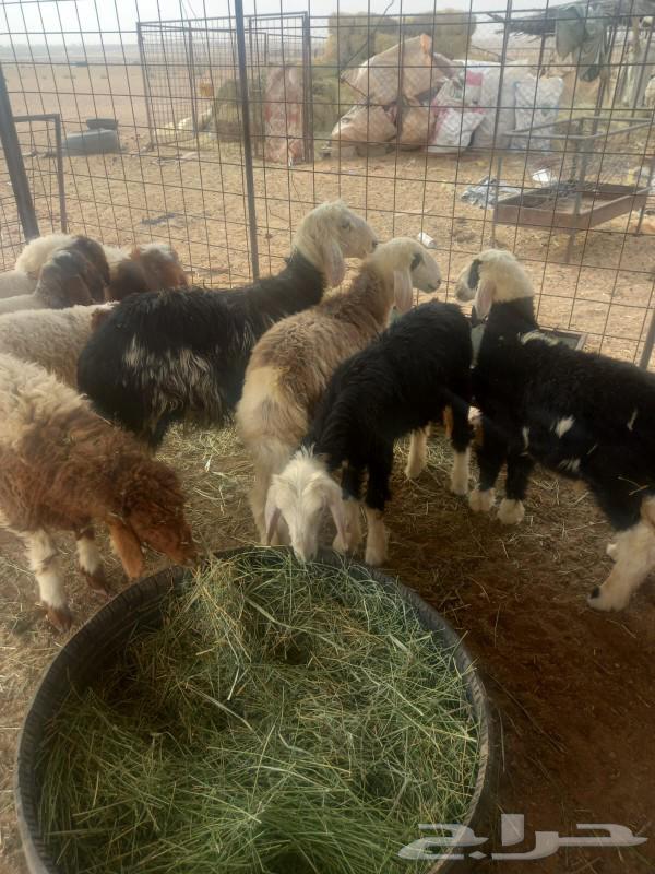 For sale, Najdi and Naim sheep from one good and healthy flock64573207190659112