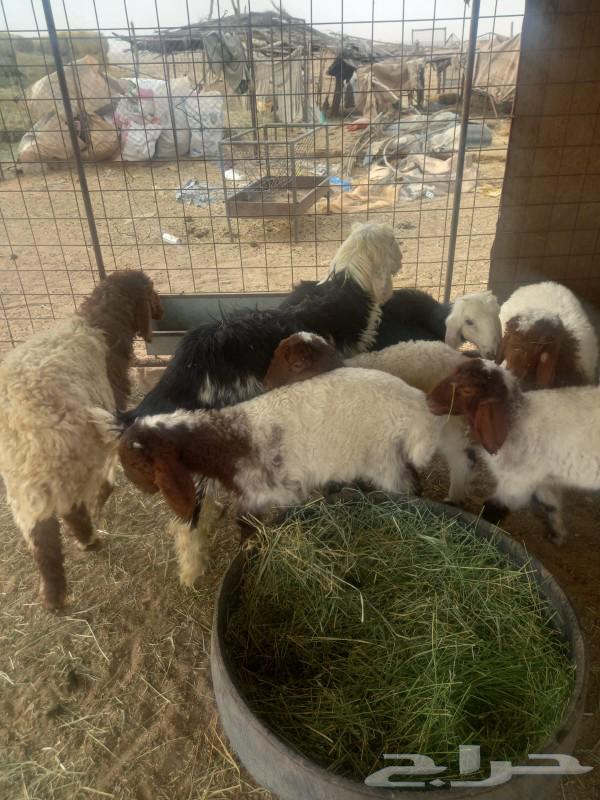 For sale, Najdi and Naim sheep from one good and healthy flock64573207190659111