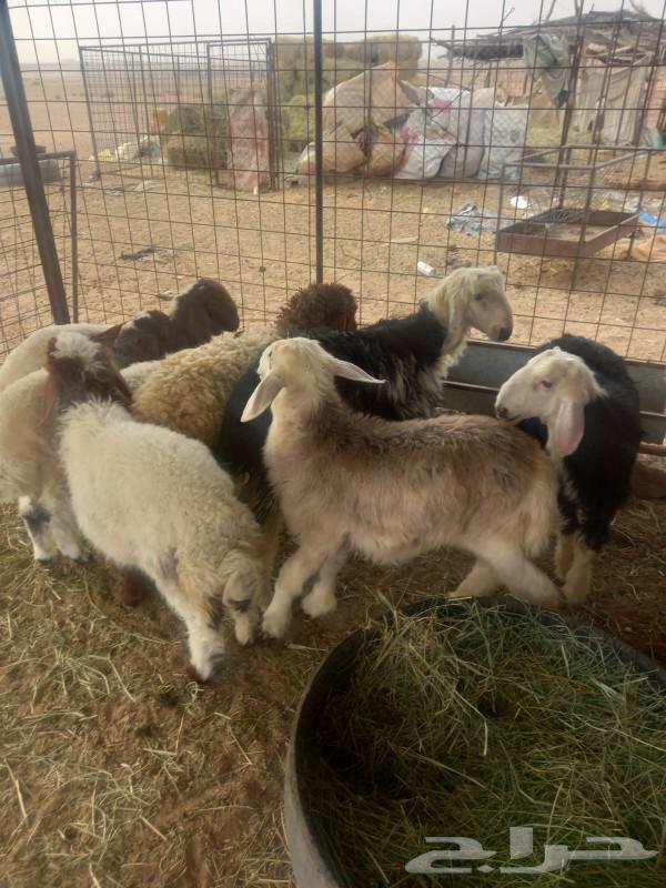 For sale, Najdi and Naim sheep from one good and healthy flock64573207190659114