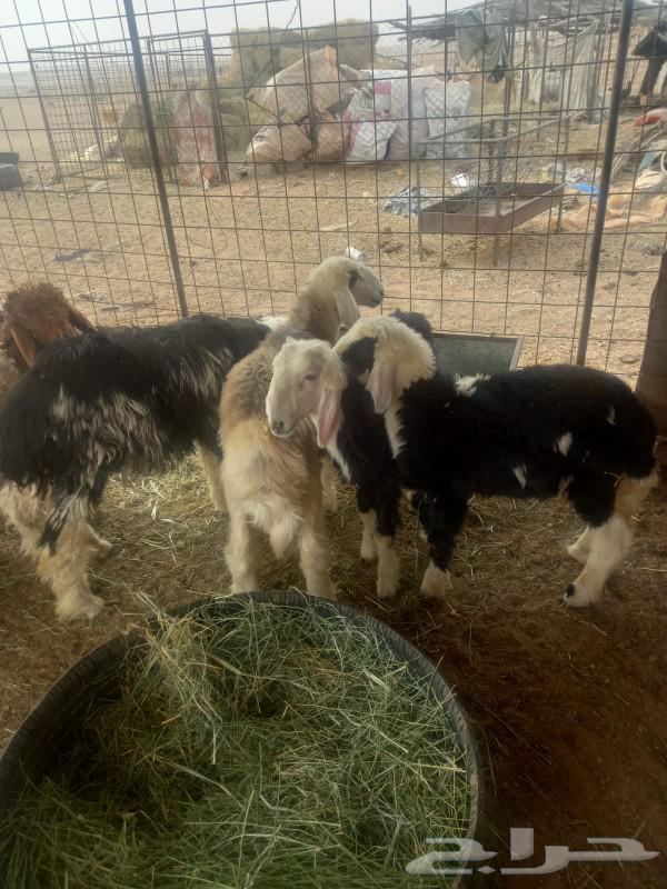 For sale, Najdi and Naim sheep from one good and healthy flock64573207190659113