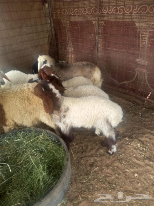 For sale, Najdi and Naim sheep from one good and healthy flock64573207190659110