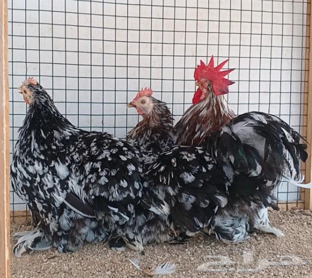 طقم كوشن براون منتج64577332452353113