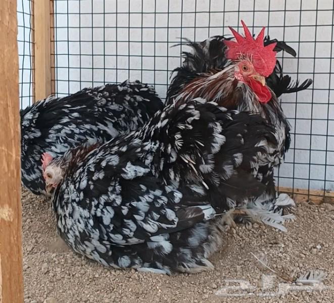 طقم كوشن براون منتج64577332452353110