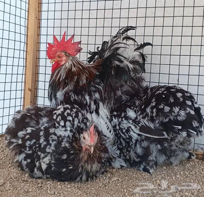 طقم كوشن براون منتج64577332452353111