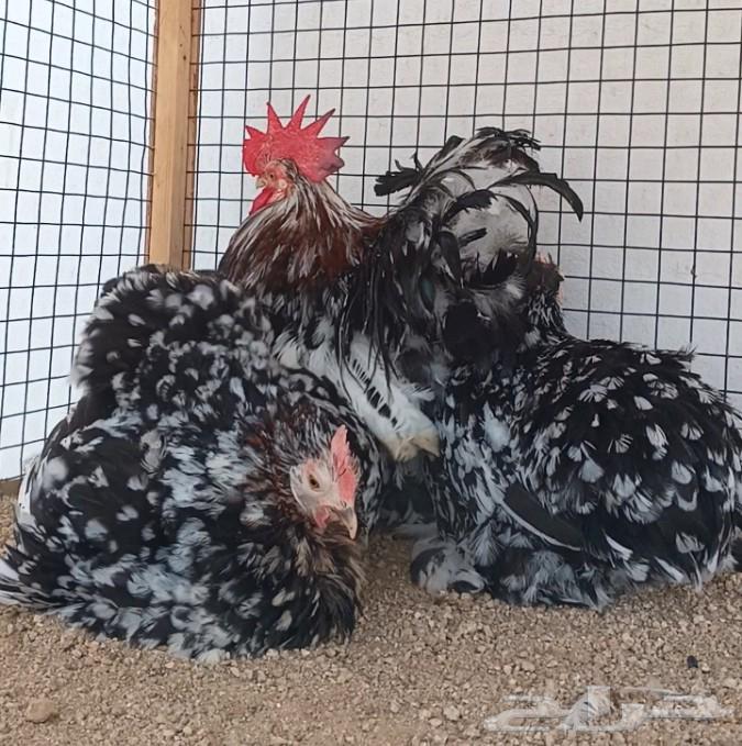 طقم كوشن براون منتج64577332452353114