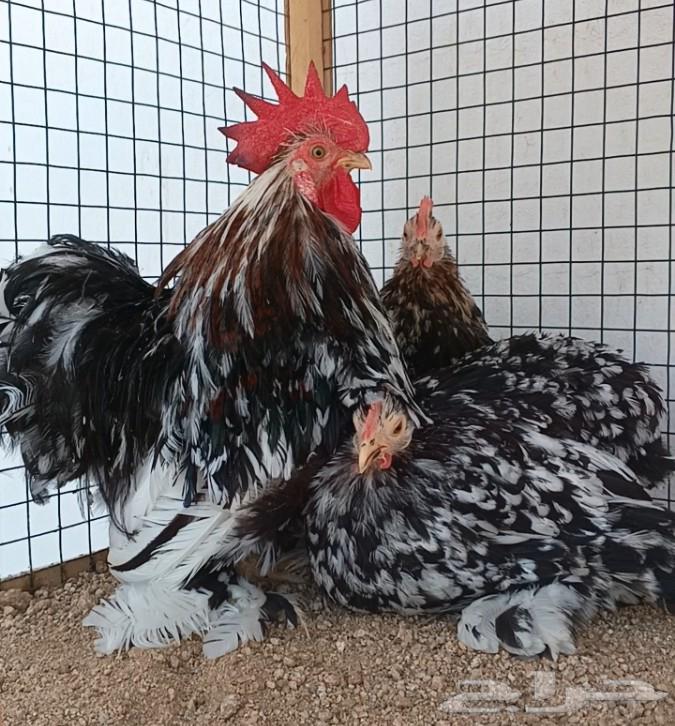 طقم كوشن براون منتج64577332452353112