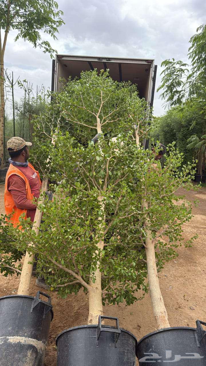 Olive trees64576298197249113