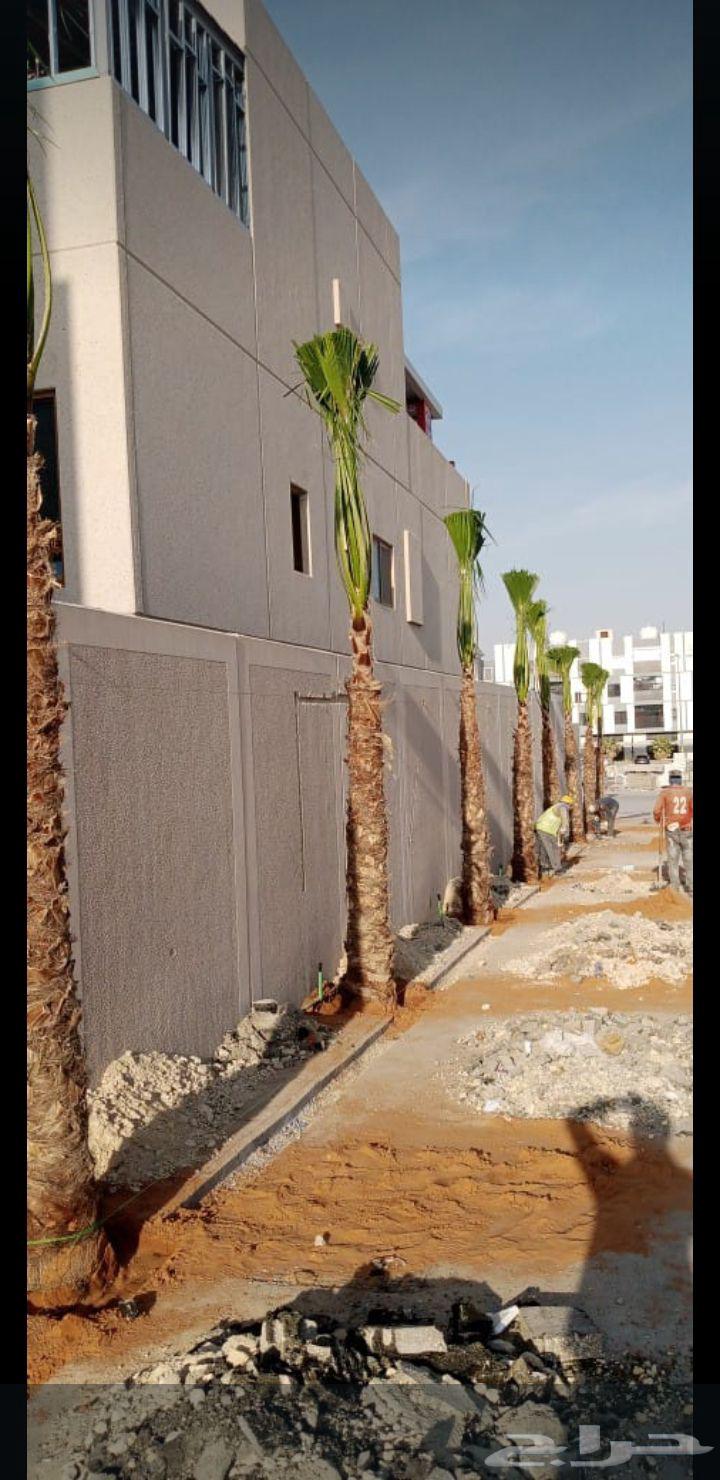 يوجد لدينا نخل عربي واشنطني للبيع بسعر مناسب64575000284034114