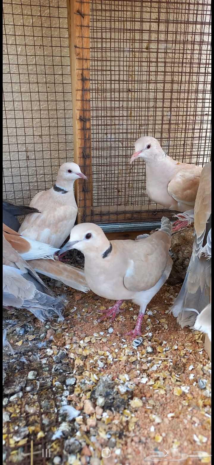 للبيع ازواج قمري هولندي64573361965697112