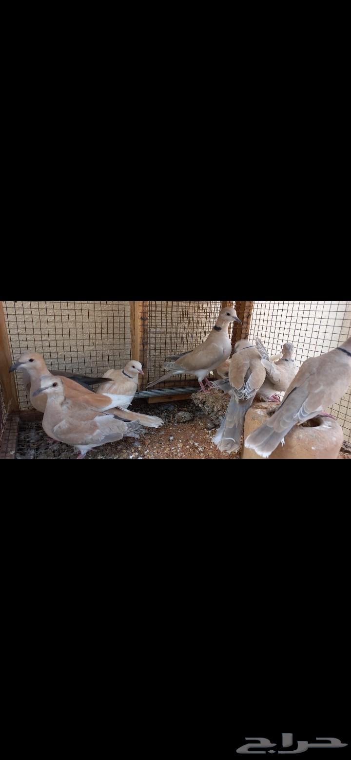 للبيع ازواج قمري هولندي64573361965697113