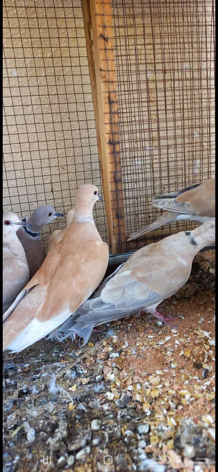 للبيع ازواج قمري هولندي64573361965697110