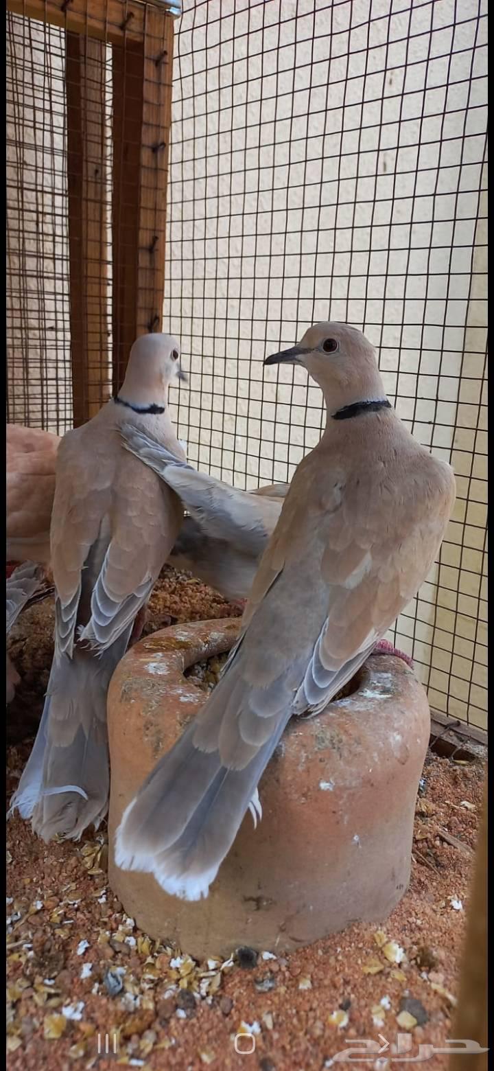 للبيع ازواج قمري هولندي64573361965697111