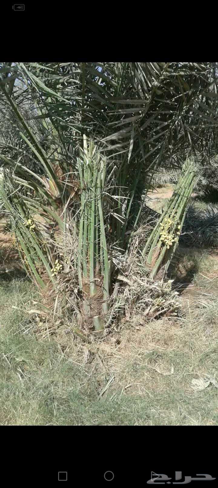 نخيل صقعي للبيع64577769085187110