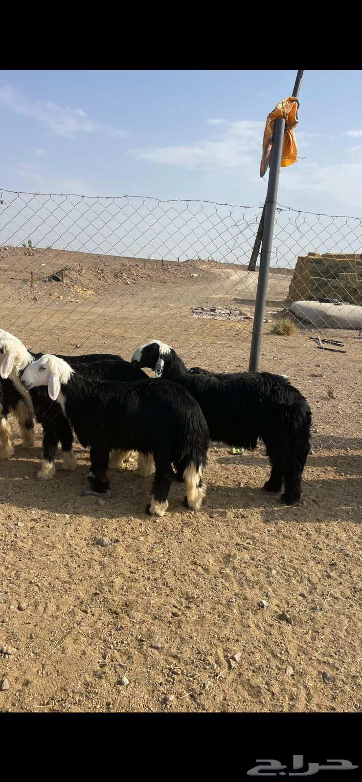 طليان نجد فاخره للبيع تم البيع64573601502849114