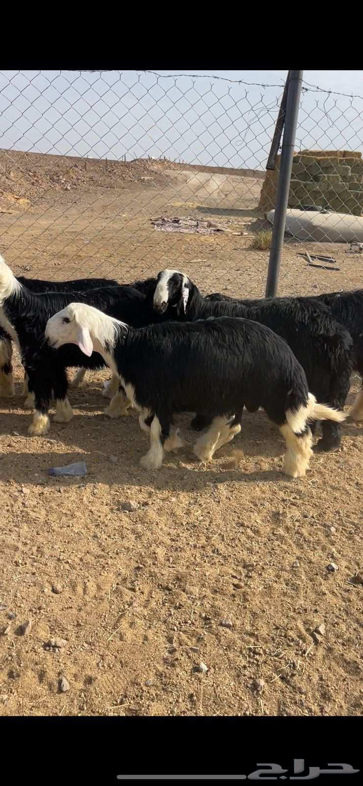 طليان نجد فاخره للبيع تم البيع64573601502849112