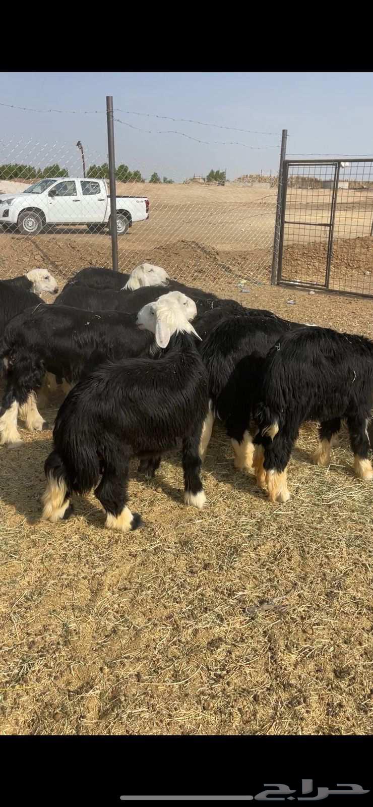 طليان نجد فاخره للبيع تم البيع64573601502849111